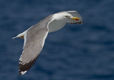 Medelhavstrut [Yellow-legged gull] IMG_2276.jpg