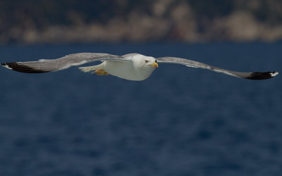 Medelhavstrut [Yellow-legged gull] IMG_2281.jpg