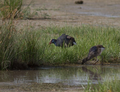 Purpurhna [Purple Swamphen]