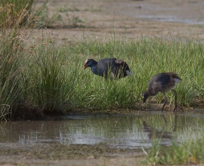 Purpurhna [Purple Swamphen]