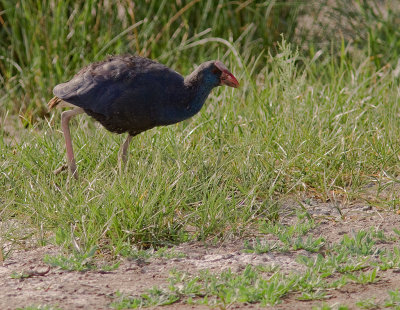 Purpurhna [Purple Swamphen]