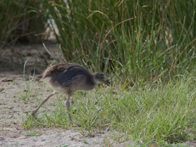 Purpurhna [Purple Swamphen]