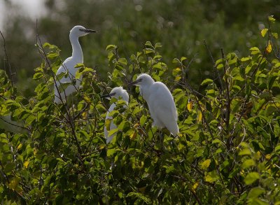 Kohger [Cattle Egret] 