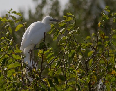 Kohger [Cattle Egret] 