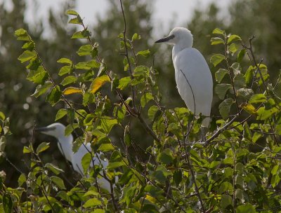 Kohger [Cattle Egret] 