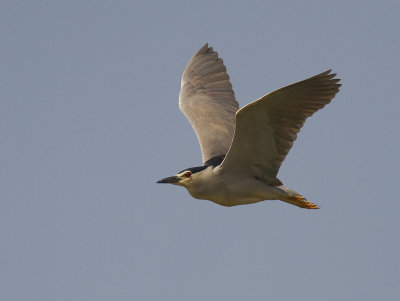 Natthger [Black-crowned Night Heron]