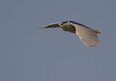 Natthger [Black-crowned Night Heron]