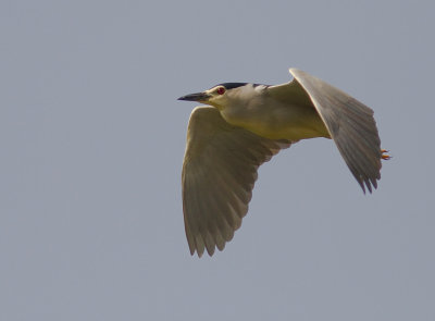 Natthger [Black-crowned Night Heron]