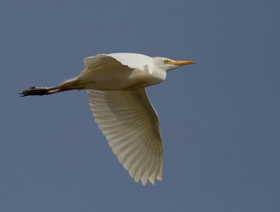 Kohger [Cattle Egret] 