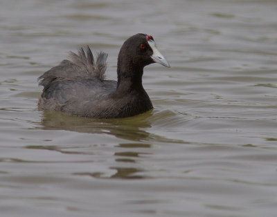 Kamsothna [Red-knobbed coot] IMG_7870.jpg
