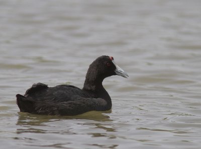 Kamsothna [Red-knobbed coot] IMG_7877.jpg