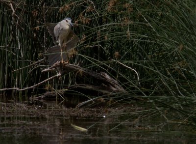 Natthger [Black-crowned Night Heron] IMG_7917.jpg