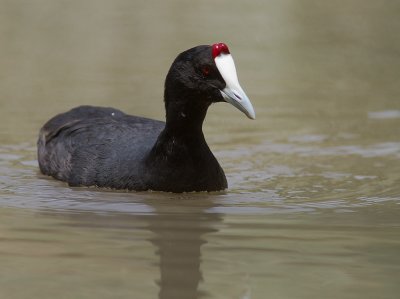 Kamsothna [Red-knobbed coot] IMG_7997.jpg