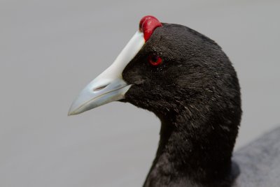 Kamsothna [Red-knobbed coot] IMG_8006.jpg