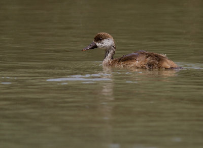 Rdhuvad dykand [Red-crested Pochard]
