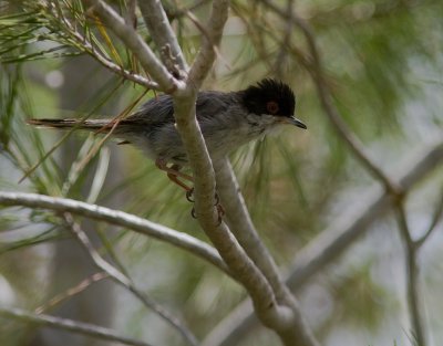 Sammetshtta [Sardinian Warbler]