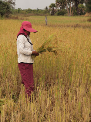 PADDY FIELD WORKER