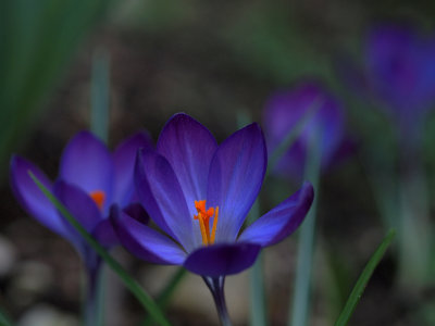 FLOWERS 2012