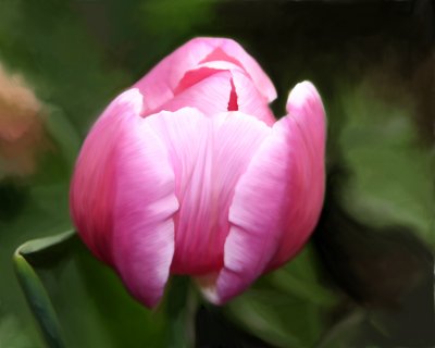 Tulip from Carol