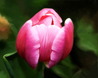 Tulip from Carol Resaturated