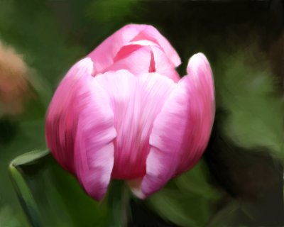 Tulip by Chalk