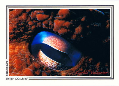 003 Pacific octopus, eye (Enteroctopus dofleini), Race Rocks Ecological Reserve, Victoria area