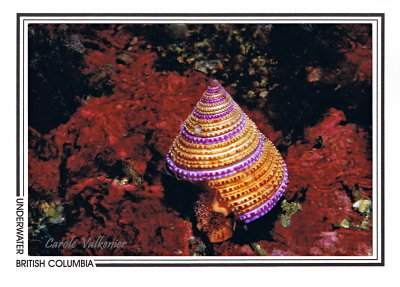 008 Purple-ringed top snail (Calliostoma annulatum), Tyler Rock, Barkley Sound