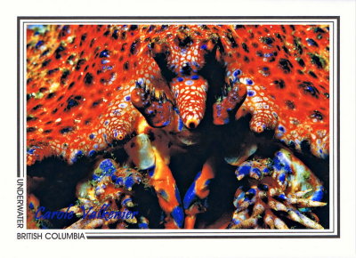 010 Puget Sound king crab, face (Lopholithodes mandtii), Staples Cut, Deserters Group Islands, Queen Charlotte Strait