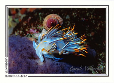 015   Opalescent nudibranch (Hermissenda crassicornis), Renate Reef, Barkley Sound