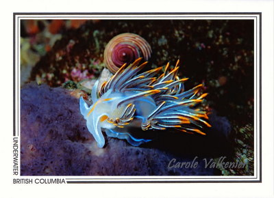 015 Opalescent nudibranch (Hermissenda crassicornis), Renate Reef, Barkley Sound