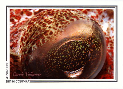 016 Red Irish Lord sculpin, eye (Hemilepidotus hemilepidotus), Stubbs Island, Vancouver Island