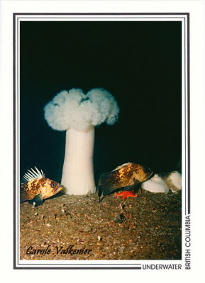 019 Plumose anemone (Metridium farcimen) and Quillback rockfish (Sebastes maliger), Tyler Rock, Barkley Sound