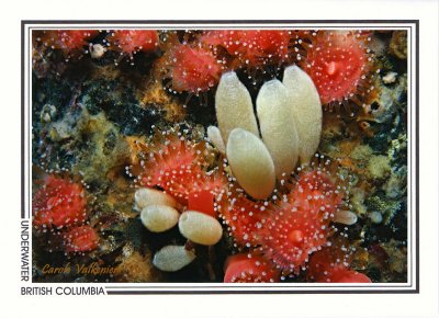 029 Aggregate vase sponge (Leucilla nuttinga) and strawberry anemones (Corynactis californica), Grouse Island, Campbell River