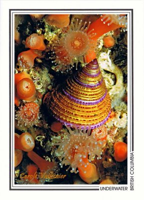 034 Purple-ringed top snail (Calliostoma annulatum) and strawberry anemones, Renate Reef, Barkley Sound
