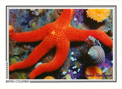 043 Blood star (Henricia leviuscula), Discovery Passage off Quadra Island