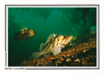 046   Copper rockfish (Sebastes caurinus) and Quillback rockfish (Sebastes maliger), Juan de Fuca Strait
