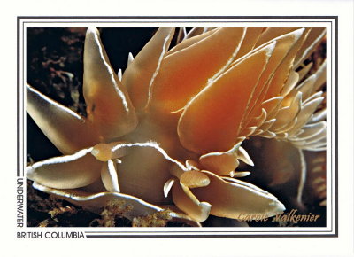 049   Alabaster nudibranch (Dirona albolineata), Seapool Rocks, Barkley Sound