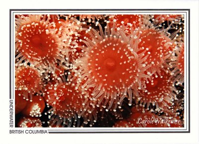 053 Strawberry anemones (Corynactis californica), Discovery Passage off Quadra Island
