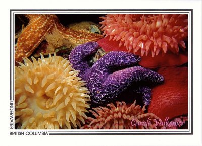 054 Purple sea star (Pisaster ochraceus) and Christmas or painted tealias (Urticina crassicornis), Skookumchuk Narrows
