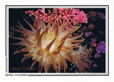 074 Crimson anemone (Cribrinopsis fernaldi), Rosedale Reef, Juan de Fuca Strait