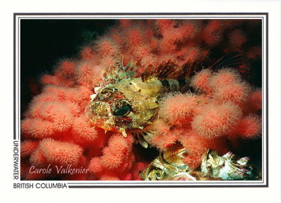 086 Red Irish Lord sculpin (Hemilepidotus hemilepidotus) in soft coral, Browning Wall, Queen Charlotte Strait