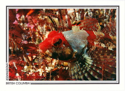 087 Scalyhead sculpin (Artedius harringtoni), Butress Island, Seymour Inlet area