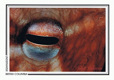 092 Giant Pacific octopus, eye (Enteroctopus dofleini), Mahk Rock, Barkley Sound