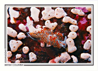 103 Opalescent nudibranch (Hermissenda crassicornis), Cotton Channel, Fox Island Channel