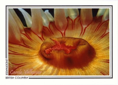 105   Fish-eating anemone (Urticina piscivora), Cotton Channel, Fox Island Channel