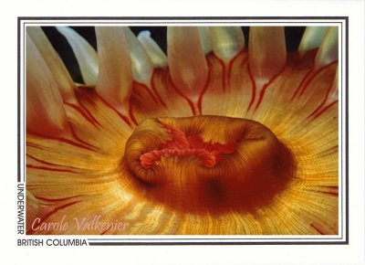 105 Fish-eating anemone (Urticina piscivora), Cotton Channel, Fox Island Channel