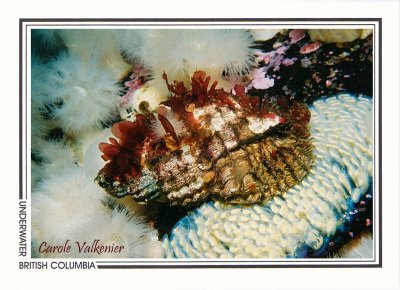 114 Oregon triton and egg cases (Fusitriton oregonensis), Browning Passage, Queen Charlotte Strait