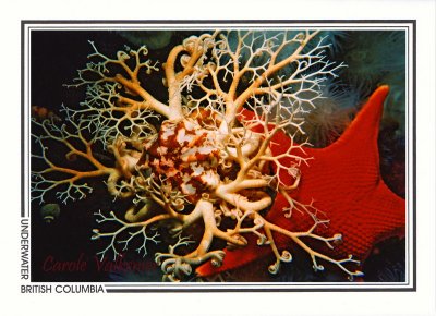 132 Basket star (Gorgonocephalus eucnemis) and vermillion star (Mediaster aequalis), Browning Passage, Queen Charlotte Strait