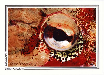 141 Red Irish Lord sculpin, eye (Hemilepidotus hemilepidotus), Seymour Inlet