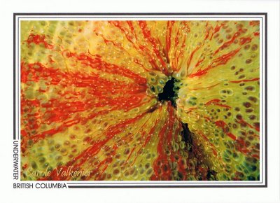 151   Painted anemone, closed, detail (Urticina crassicornis), Gabriola Island area